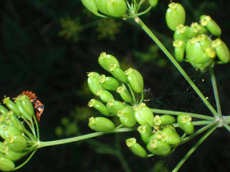 Pianta vescicante - Pastinaca sativa